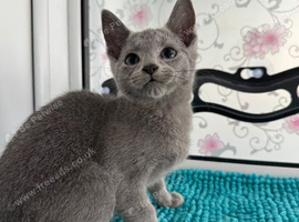 Russian Blue TICA registered
