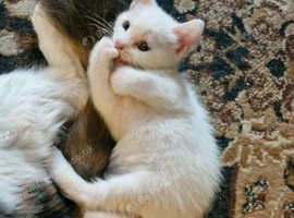 Maine coon cross kittens ready now
