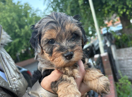 5 beautiful puppies