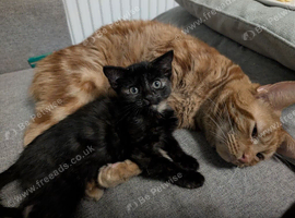 Tiny Tortoiseshell Female Kitten With a Big Personality