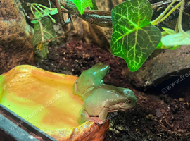 2 whites tree frogs