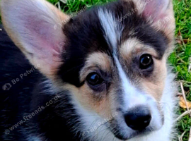 1 boy, 1 girl KC Pembroke Corgis