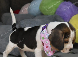 Little Explorers &ndash; Beagle Puppies Ready for Loving Homes