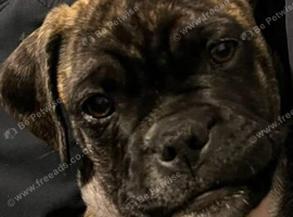 Staffy mixed with Pug