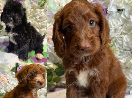 F1 mini cockapoos various colours 30 dna health tested clear