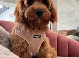 Cavapoo boy