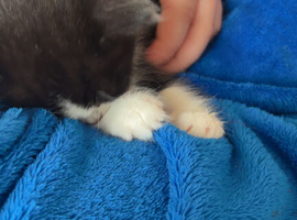 Black and white 2 weeks old kitten