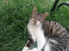 Beautiful Kittens looking for loving homes