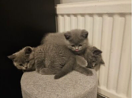 Beautiful Blue British Shorthair Kittens &ndash; Boys & Girls Available