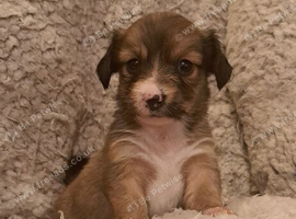 Jackchi x dachshund puppies