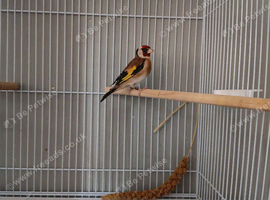 Gold finch