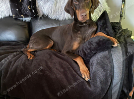 Stunning chocolate and tan doberman