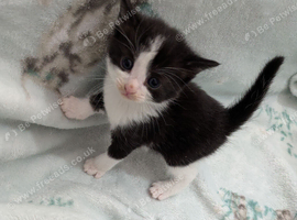Beautiful kittens for new homes