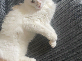 White and ginger 2 year old boy