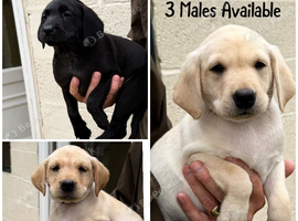 3 kc Male lab pups out of a FTCH both parents health tested