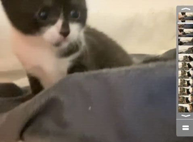 Kittens for sale