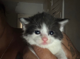 MIXED Russian blue