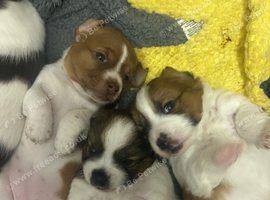 Jack Russell x