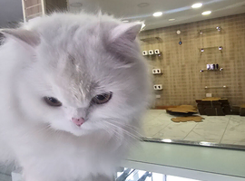 Need male studd for our female persian cat