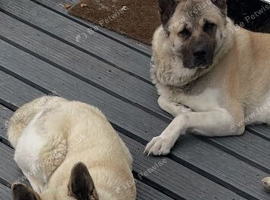 Two loving American Akitas 3 and 4 year old