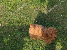 Cavapoo puppy