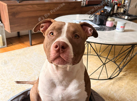 Puppy for sale