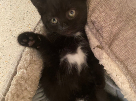 Kittens long haired short haired