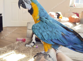 Hand tame blue and gold macaw
