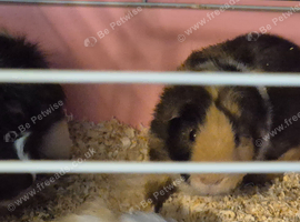 Guinea pig