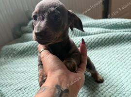 3 blue and tan female dachshund