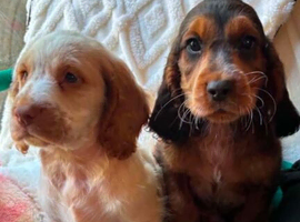 9 cocker spaniel puppy&rsquo;s