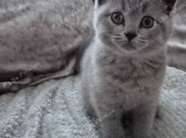British short hair female Kitten