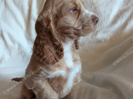 Health Tested KC Registered Cocker Spaniel Puppies