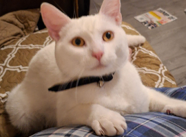 Casper the super friendly kitten 8 month old looking for a new loving home