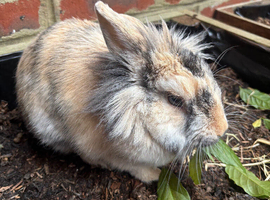 Mixed Rabbit