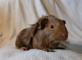 Male and female guinea pigs