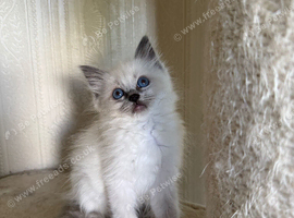 Beautiful Ragdoll kittens