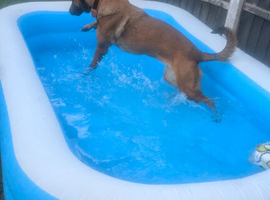Belgian Malinois