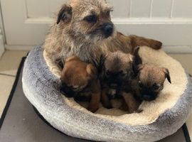 Beautiful border terrier Puppys