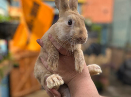 Harlequin/ Rex baby bunnies