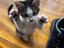 Adorable 6-Week-Old Tabby Kitten Looking for Loving Home