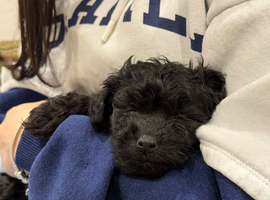 Beautiful puppy cockapoo girl