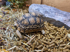 Leopard Tortoises at Birmingham Reptiles
