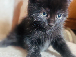 Beautiful Kitten for Sale