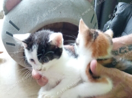 Gorgeous kittens looking for their forever home
