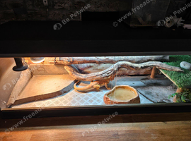 Bearded dragon full set up