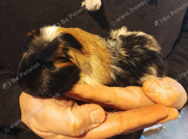 Beautiful singe baby boy needs a friend