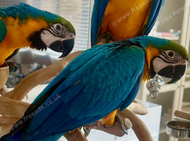 Hand reared blue & gold macaw