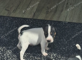 Jack Russell Puppies for sale