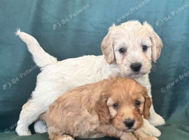 Ready now - Gorgeous Cockapoo puppies mum is Show Cocker x miniature Poodle- Dad is a miniature Poodle - Puppies 3/4 Poodle